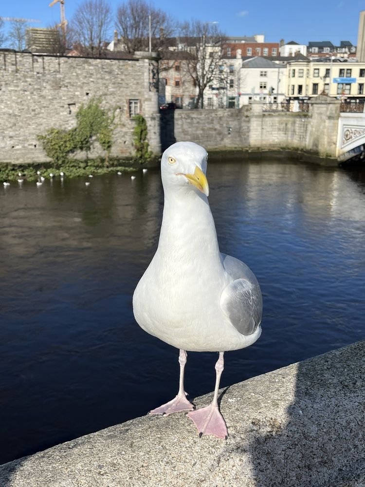When in Dublin