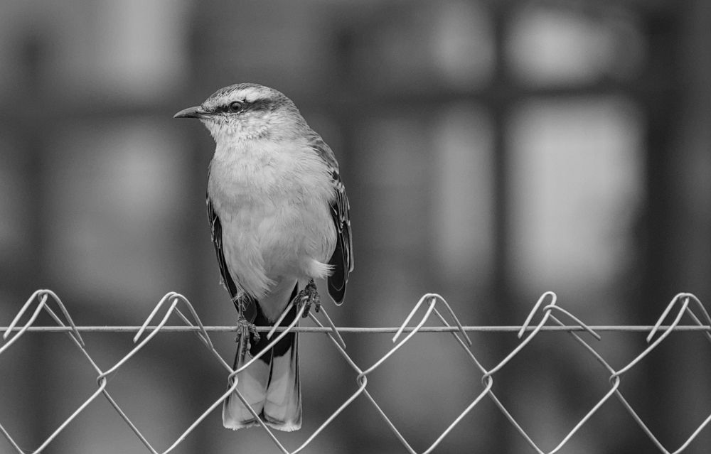 Photograph by Gustavo Pablo Fortunatto
