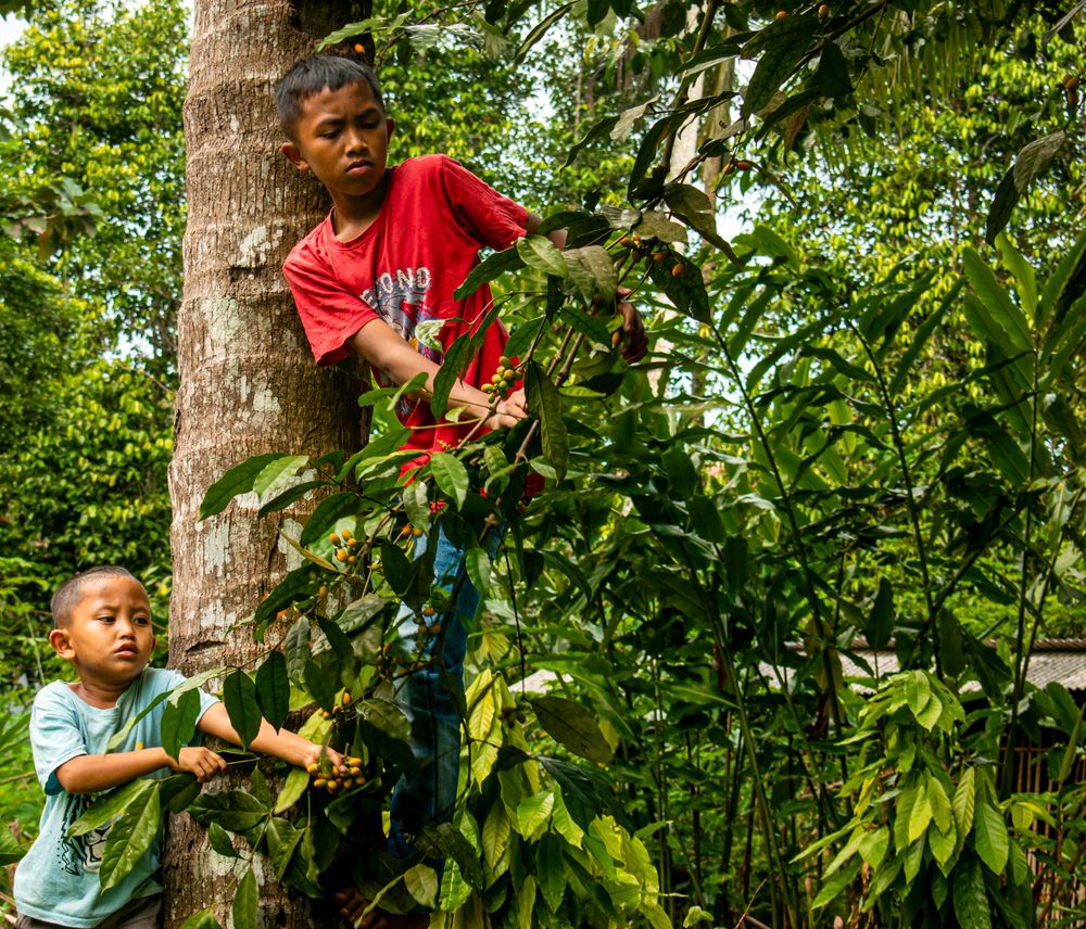 The Tree Hunters
