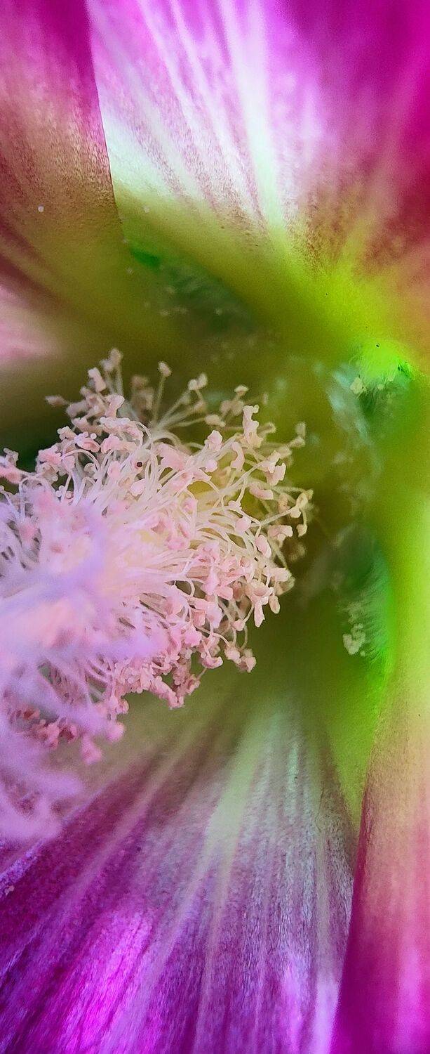 The universe in a stamen