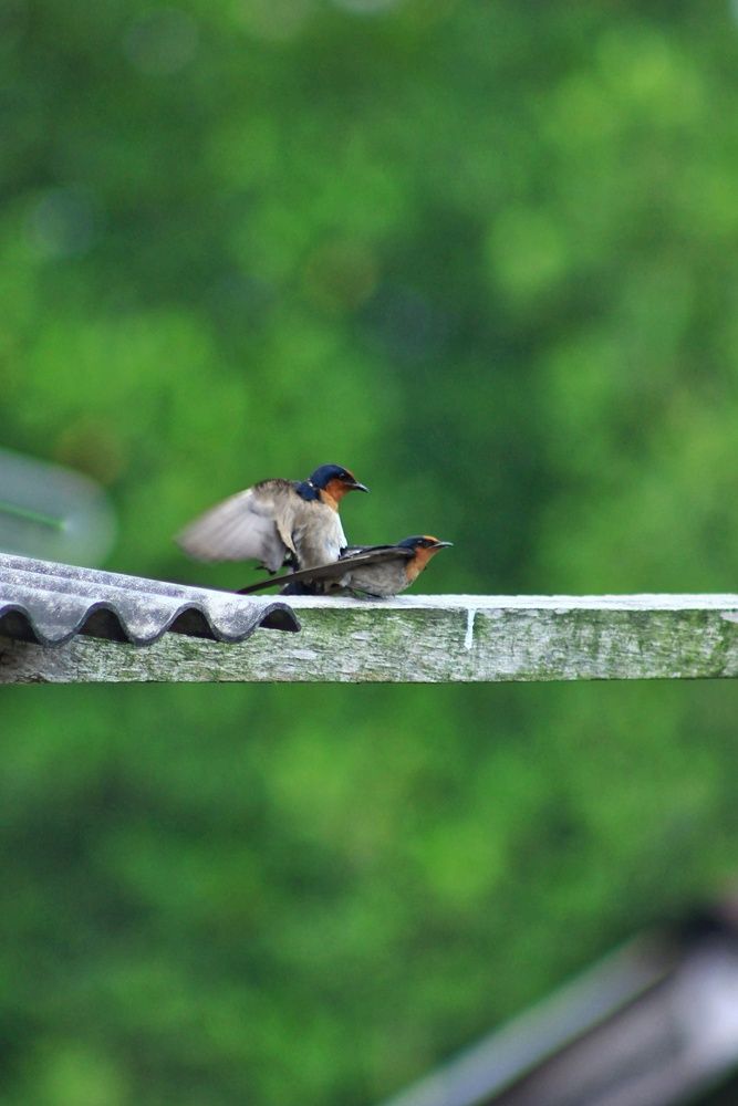 “Urban Wings – Where Nature Meets Rooftops”