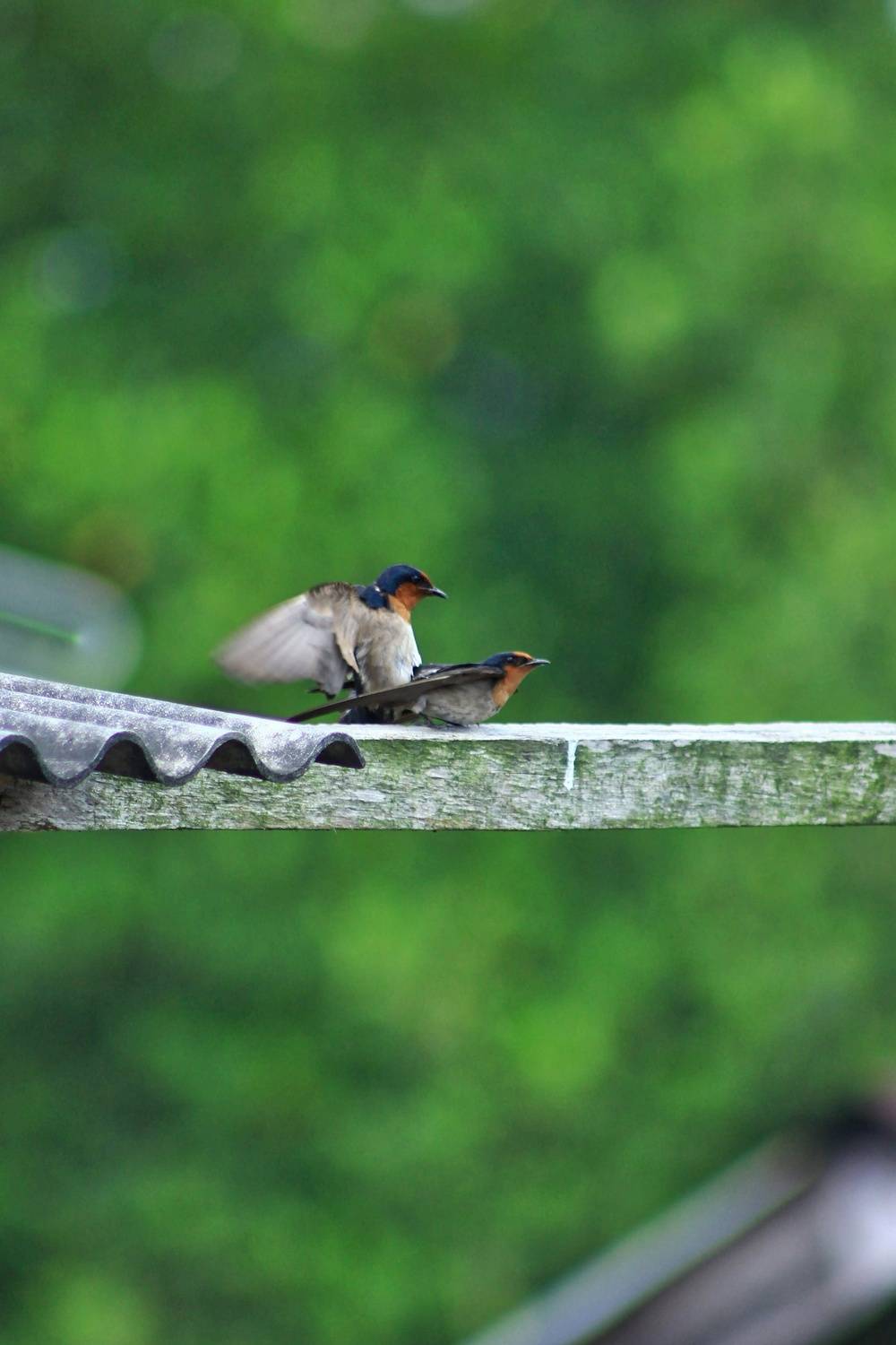 “Urban Wings – Where Nature Meets Rooftops”