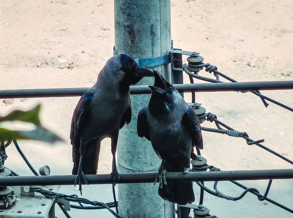 Love of the pairs