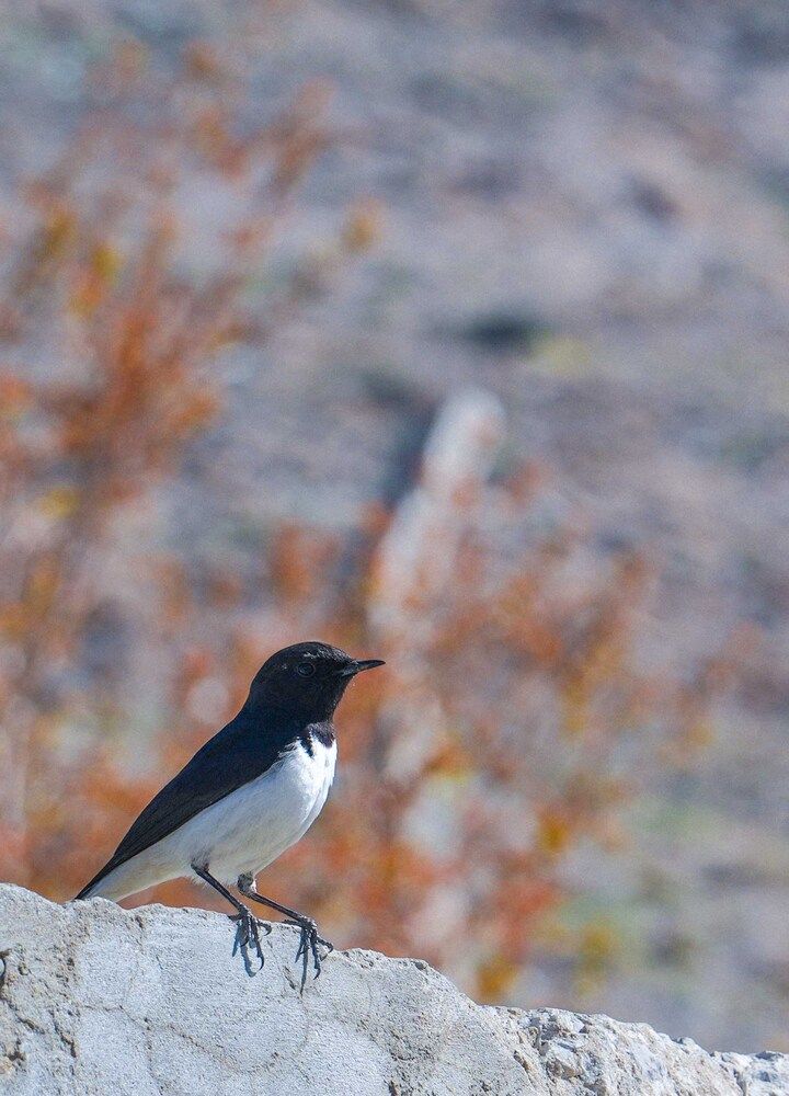 bird