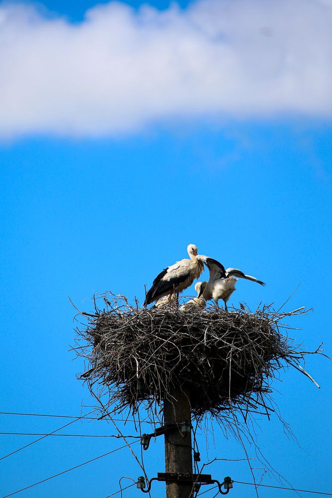 Photograph by Elena Menshikova