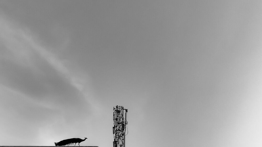 Photograph by Praveen