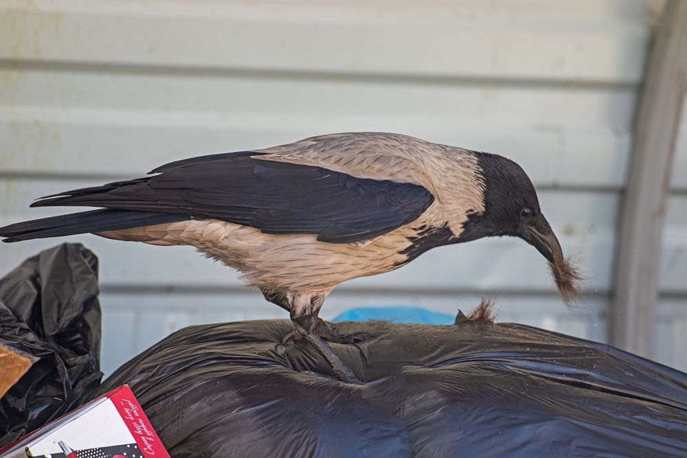 Photo #13715262