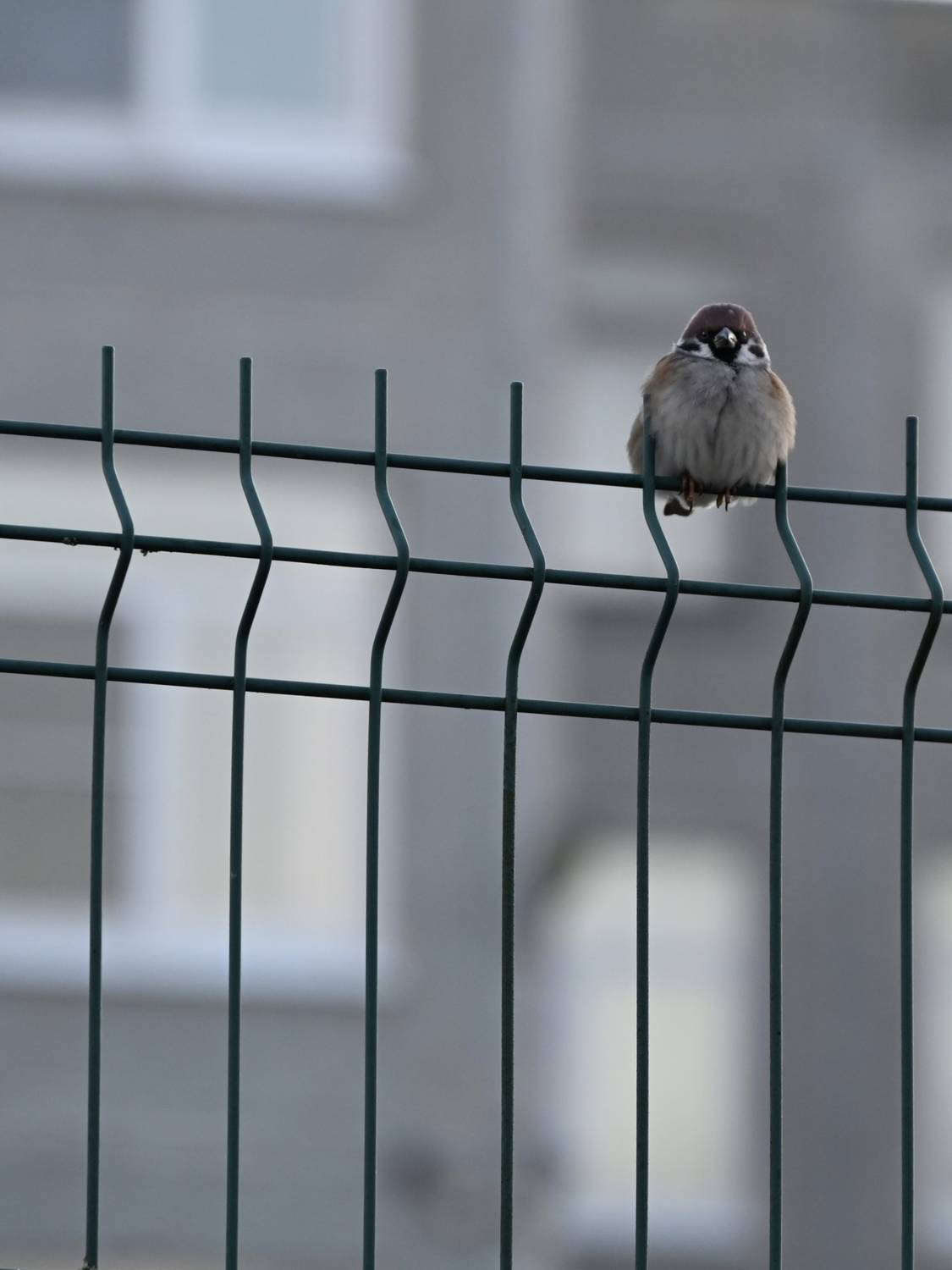 Photo #13715267