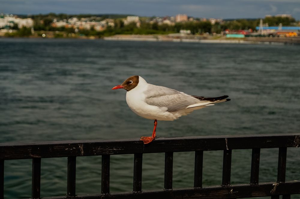 Photograph by Виктор Сёмушкин