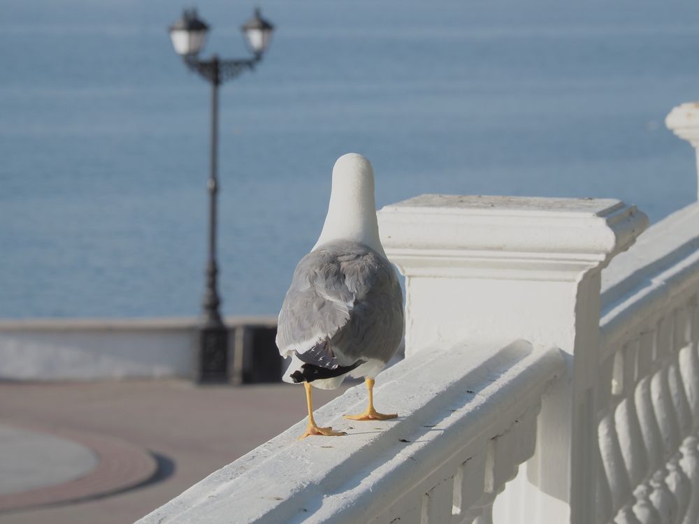 Photo #13715382