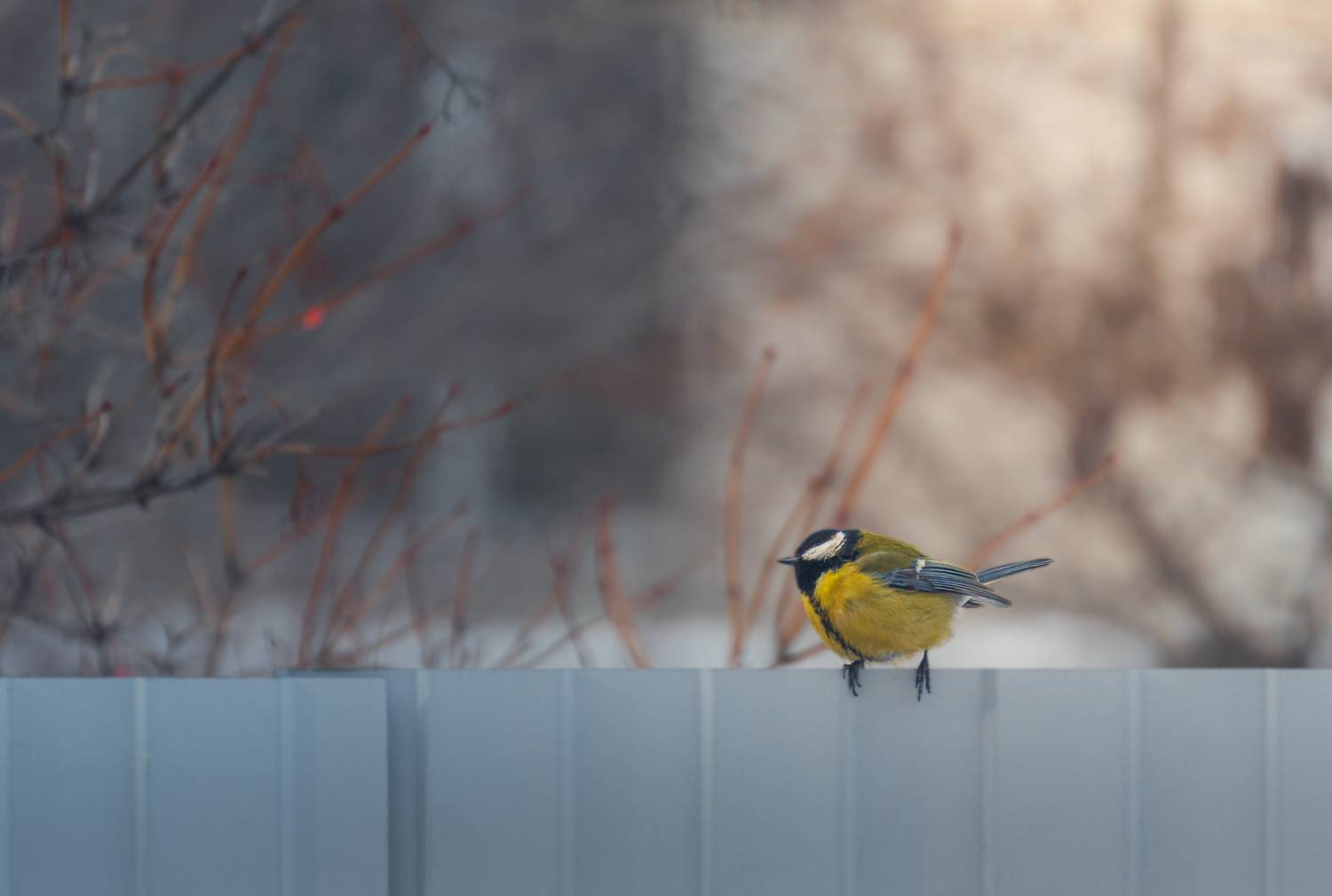 Photo #13715436
