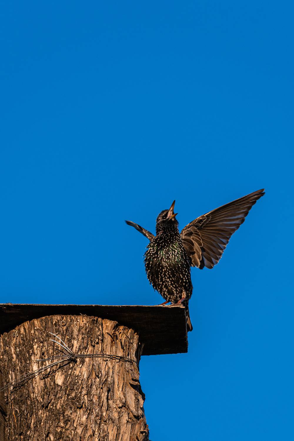 Photo #13715447