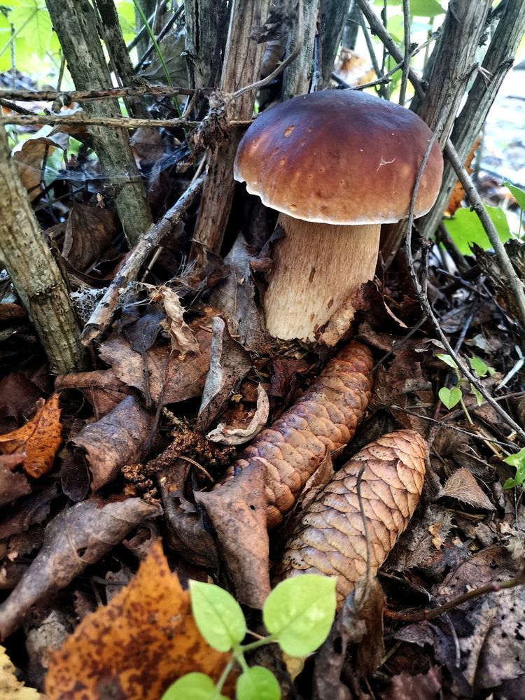 Photograph by Александр Бастраков