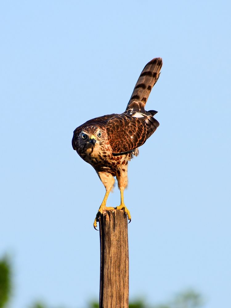 The Urban Raptor.