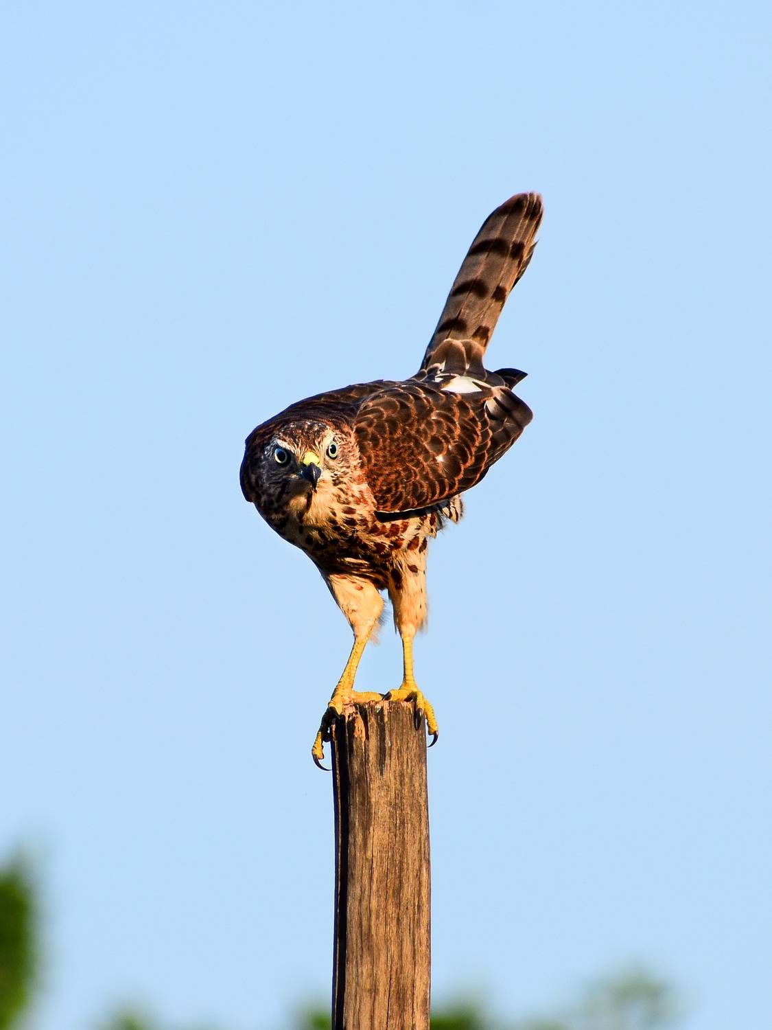 The Urban Raptor.