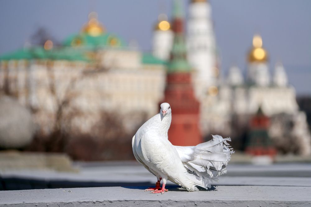 Photograph by Лариса Рулёва