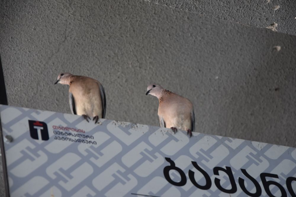 Photograph by Dimon Grinih