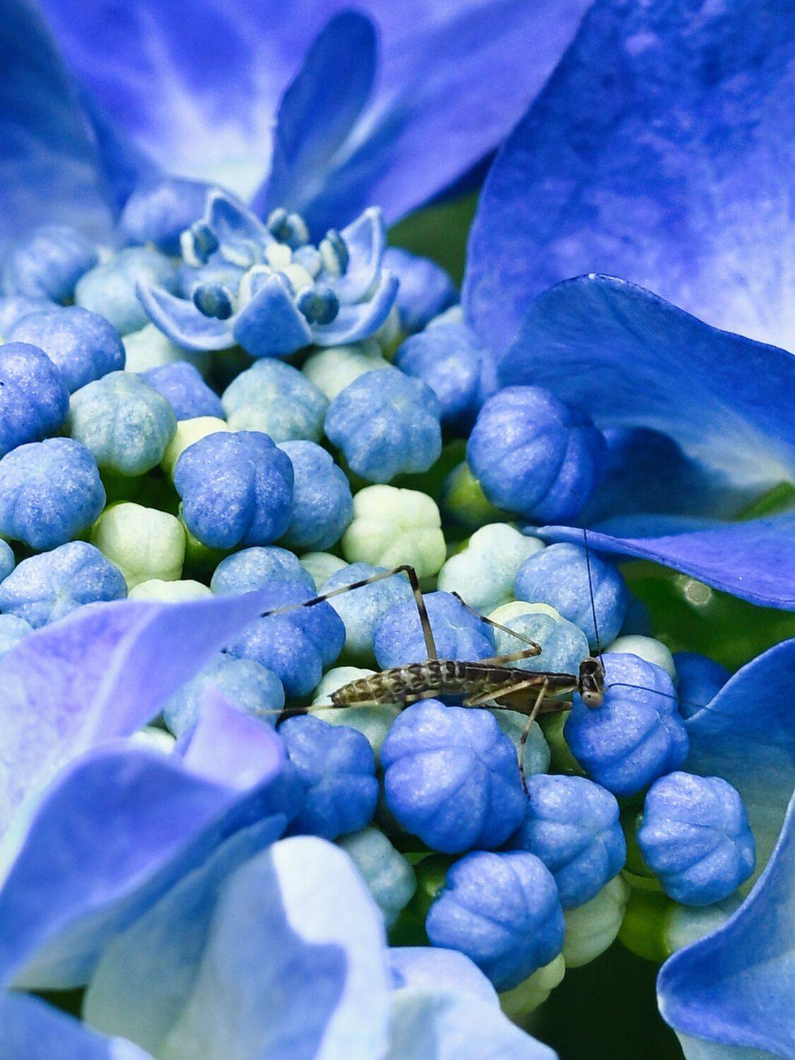 Dweller in Blue