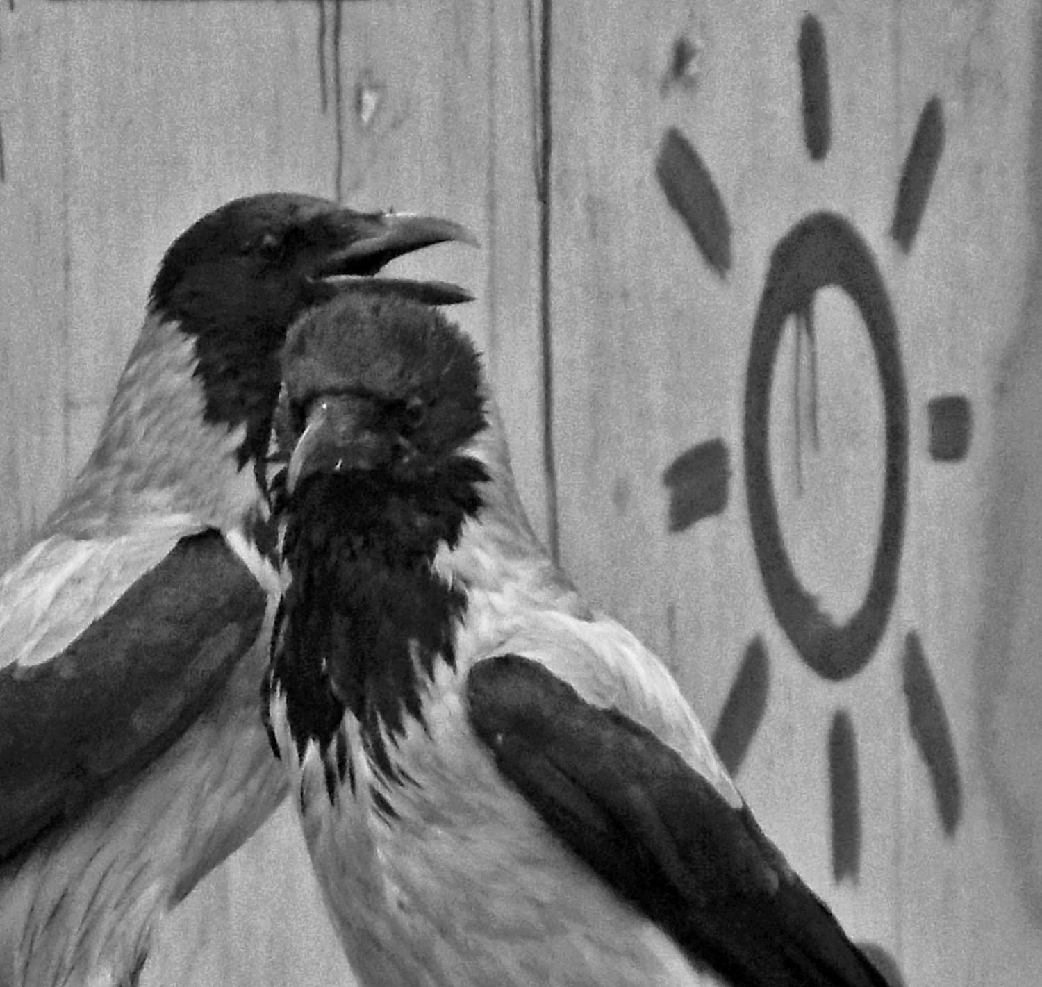 Crows