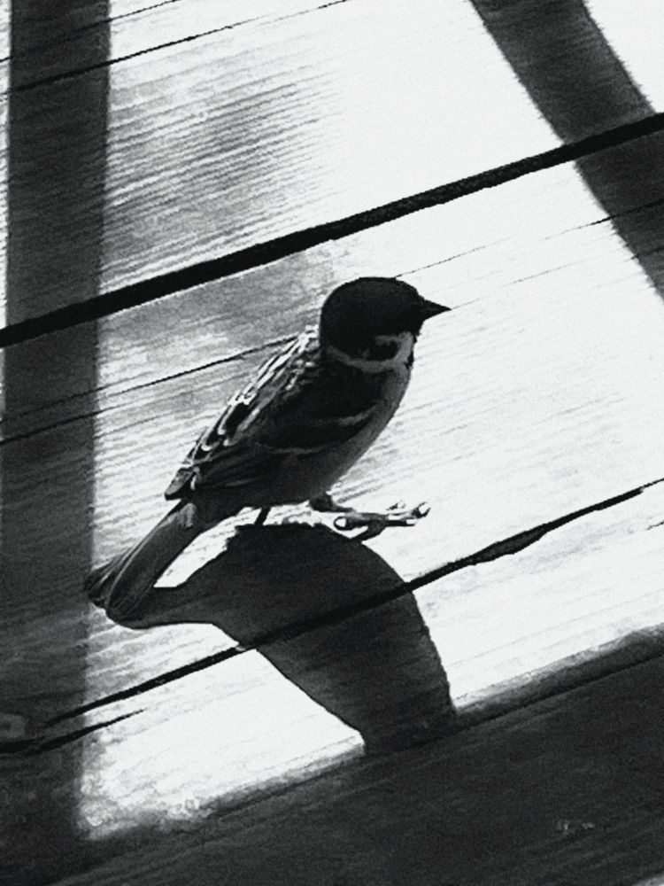 Photograph by Мария Карпычева
