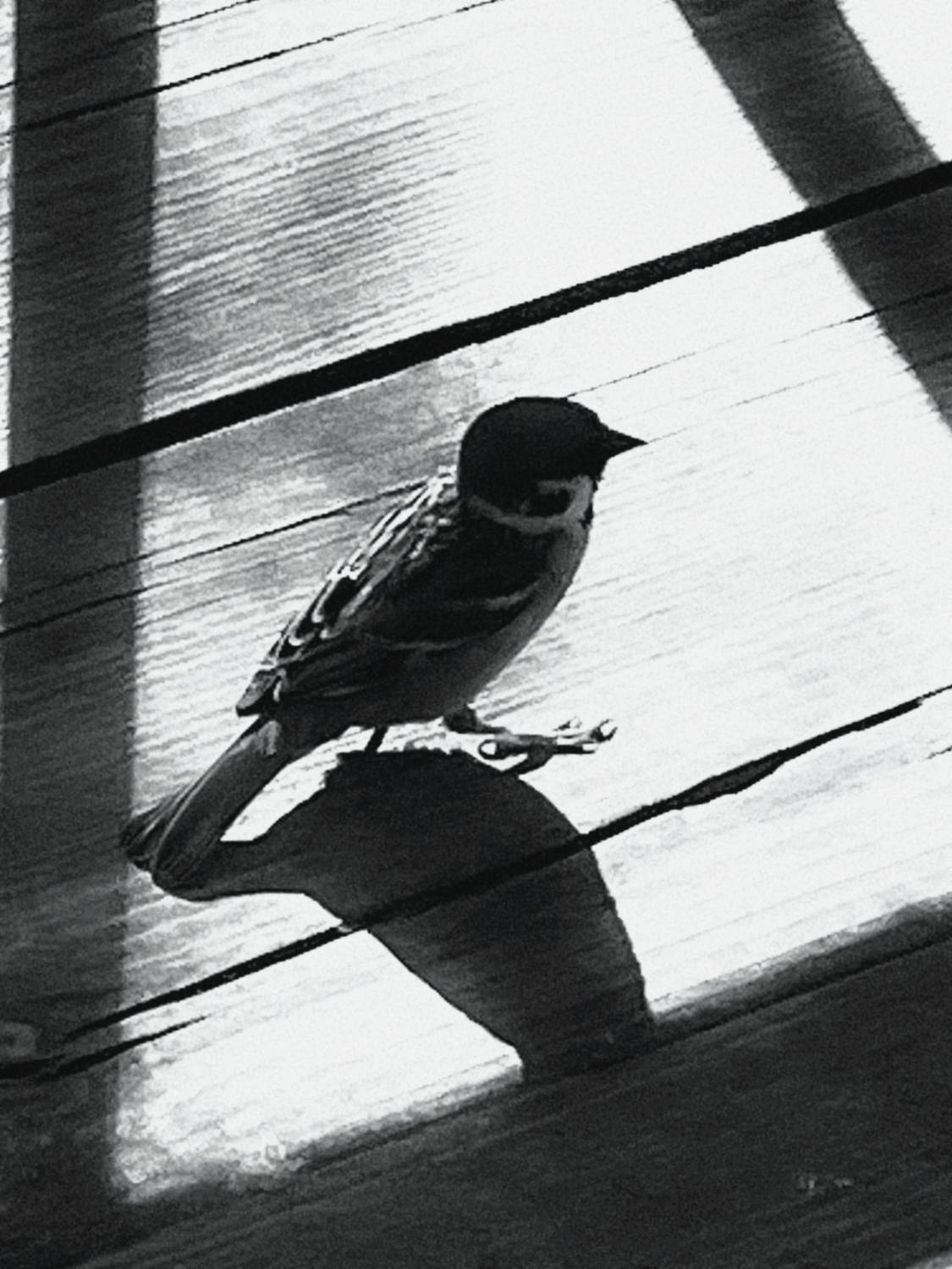Photo #13715767