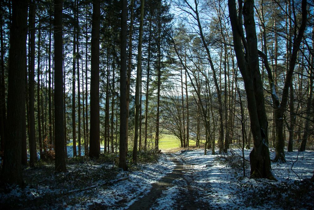 A spectacular wide landscape photograph showing a beautiful winter forest path with tall pine trees covered in light snow under bright sunlight