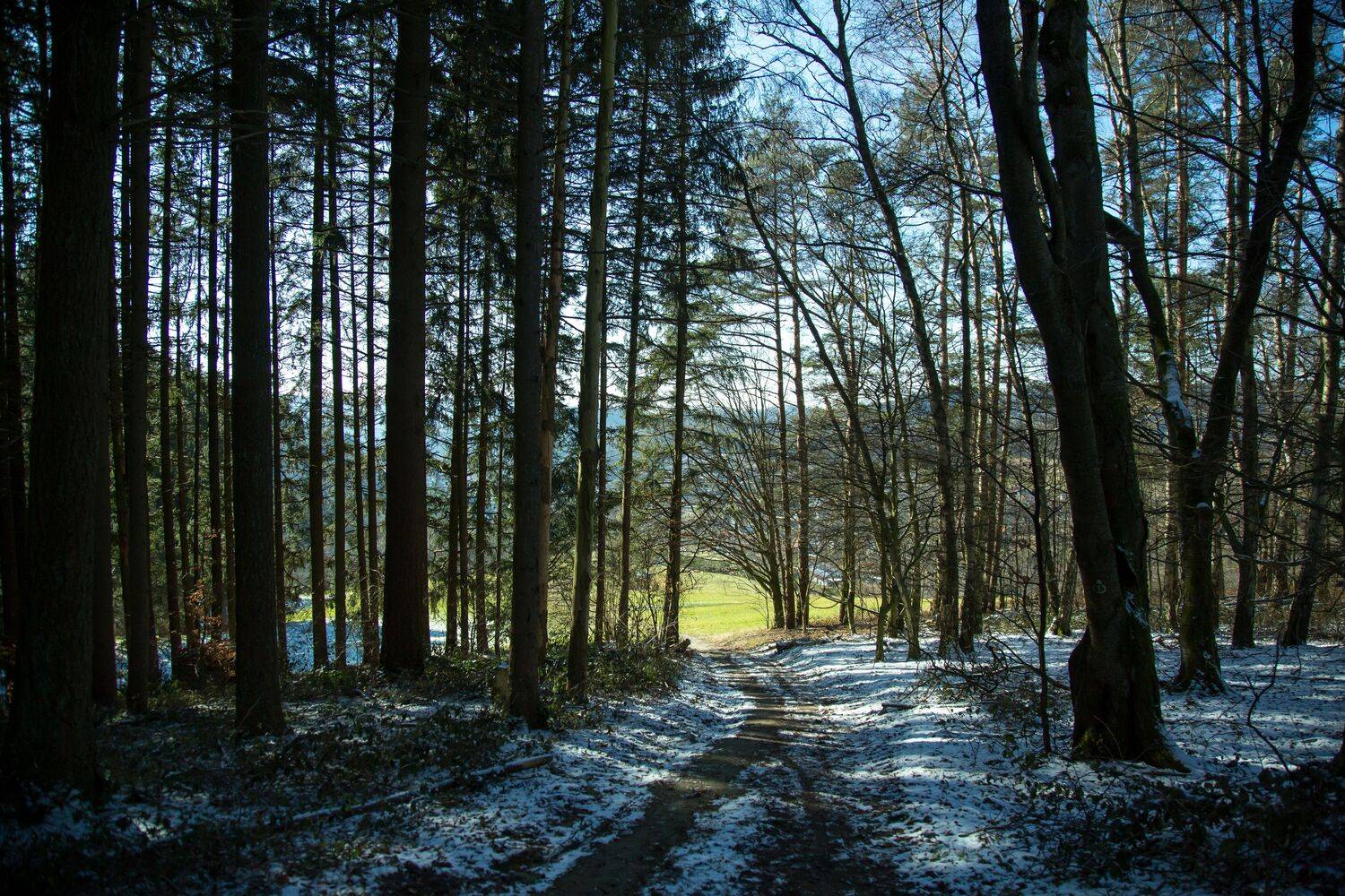 A spectacular wide landscape photograph showing a beautiful winter forest path with tall pine trees covered in light snow under bright sunlight