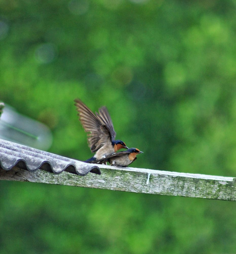 \"Companion on the Rooftop – The Same Morning, The Same Lens, A Different Moment\"