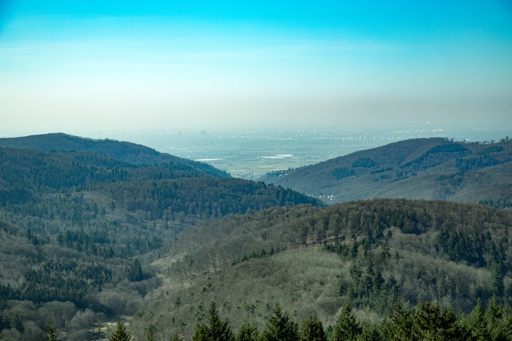 A spectacular high angle panoramic landscape photograph showing dense green fagus sylvatica beech forests on rolling hills with a distant city valley under a clear blue sky
