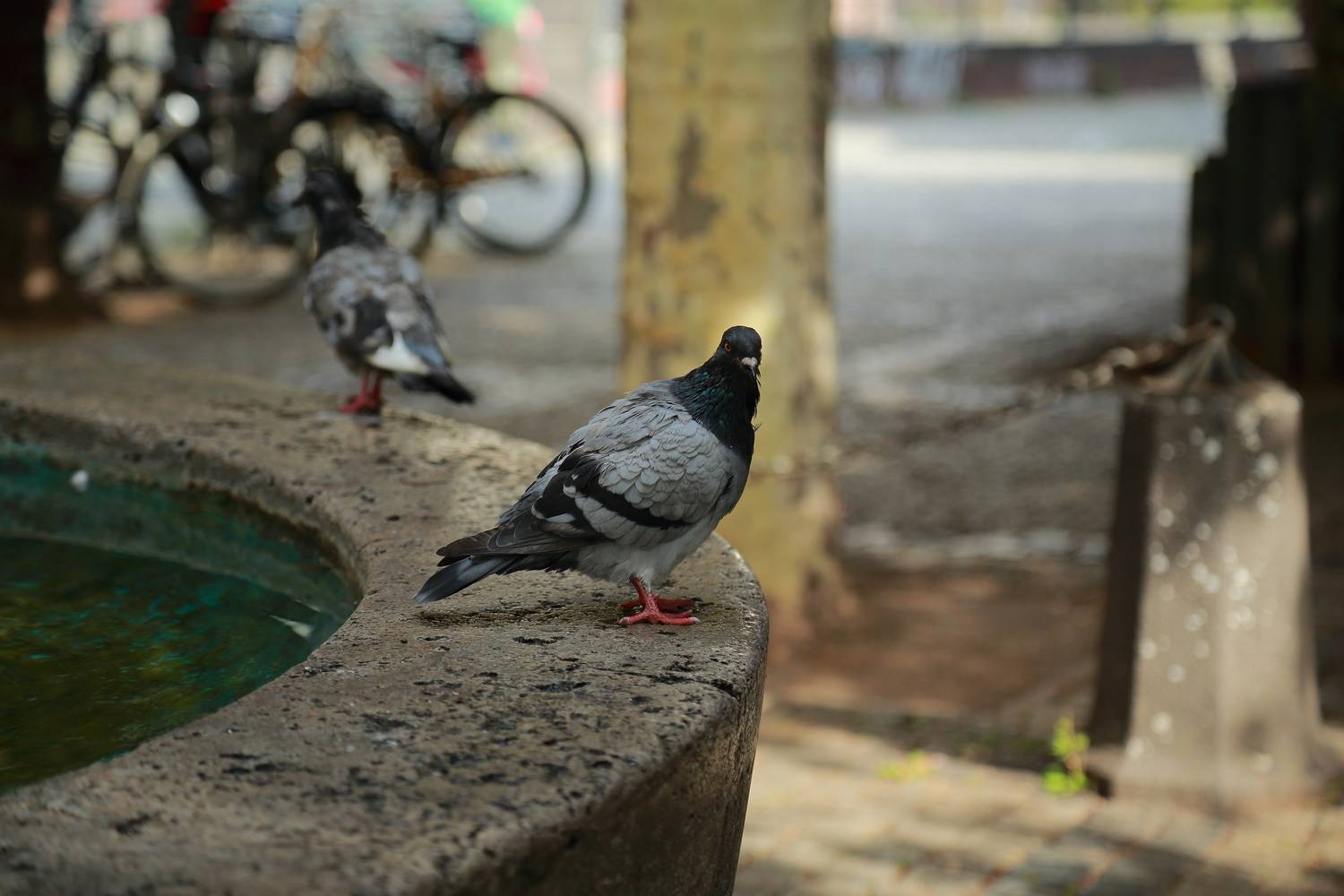 A close up photograph focusing on a grey city rock dove pigeon standing on a stone fountain border in a public square