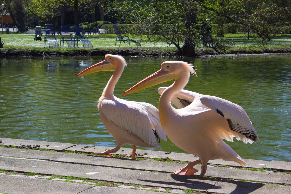 A spectacular wide landscape photograph showing two majestic pink great white pelicans pelecanus onocrotalus walking together next to a scenic pond in a sunny park