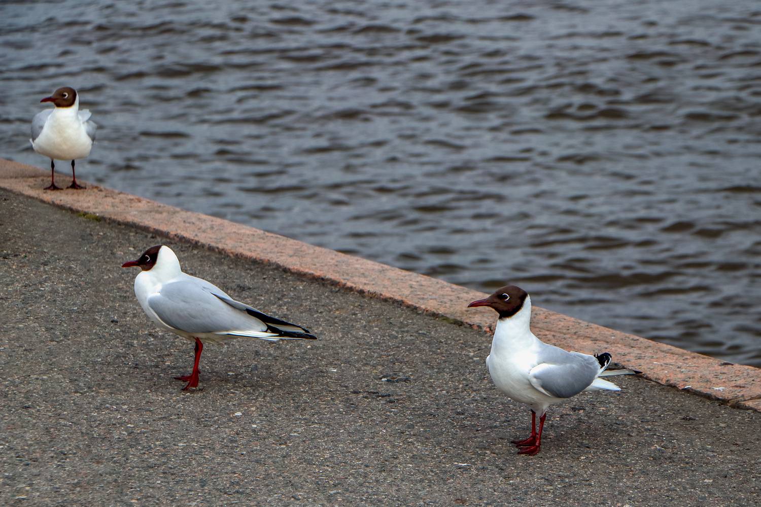 Photo #13715849