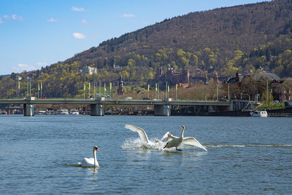 A spectacular panoramic landscape photograph showing white mute swans cygnus olor landing on the Neckar river near a bridge and Heidelberg castle hills