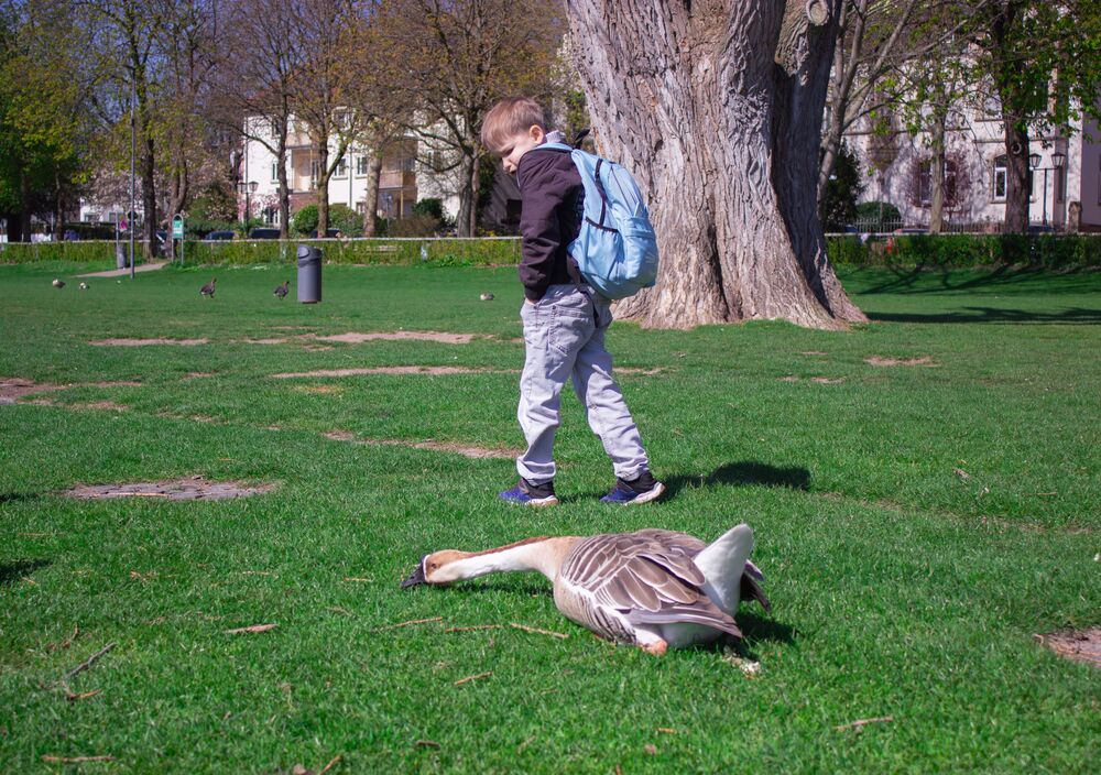 A beautiful side profile photograph showing a young student boy with a blue backpack looking at a large swan goose anser cygnoides feeding on a green park lawn