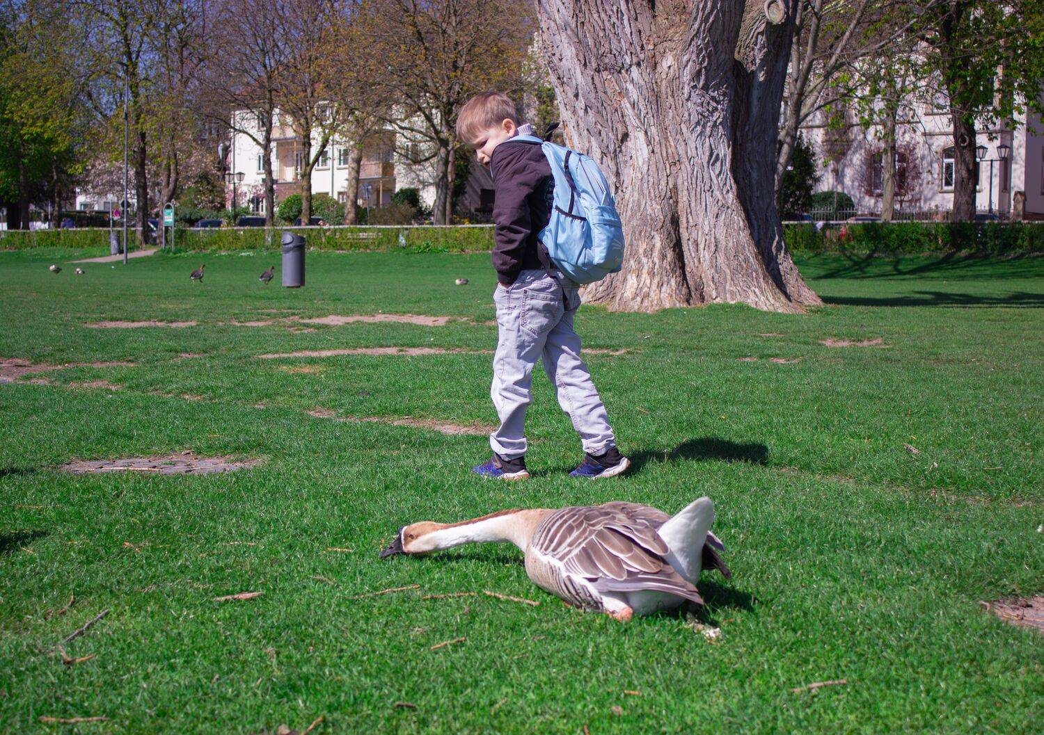 A beautiful side profile photograph showing a young student boy with a blue backpack looking at a large swan goose anser cygnoides feeding on a green park lawn