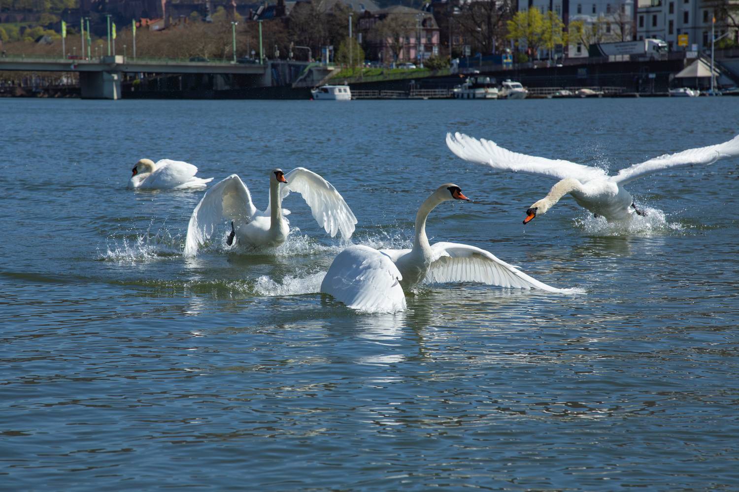 A spectacular dynamic action landscape photograph showing several white mute swans cygnus olor landing and running on a river water surface with huge splashes