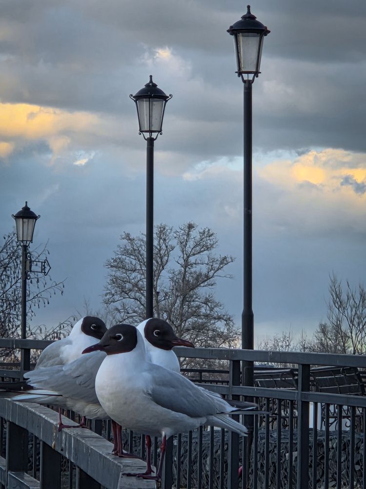 Photograph by Елена Кичигина