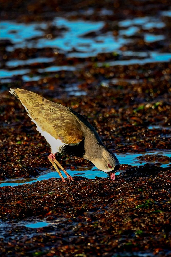 Morning Tide Hunter