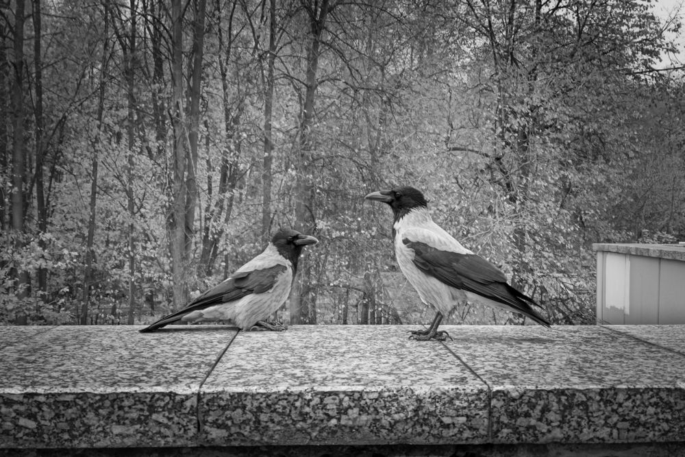 Photograph by Александр Гунин