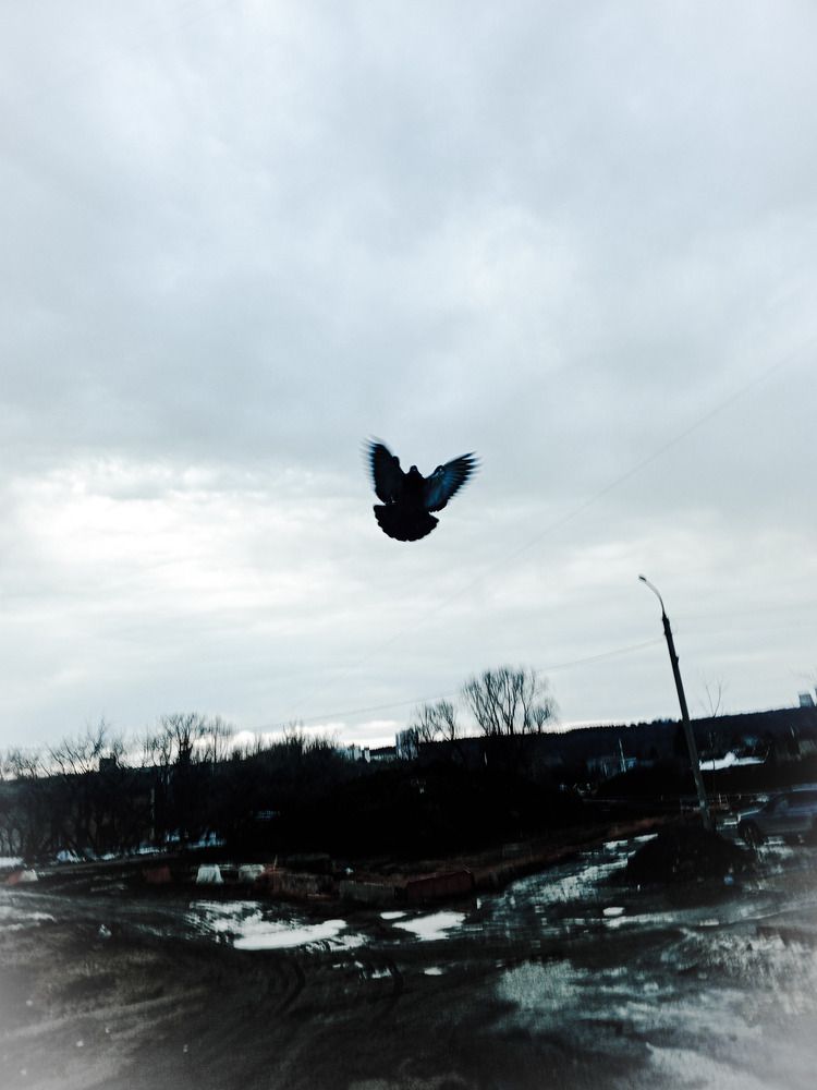 Photo #13716237
