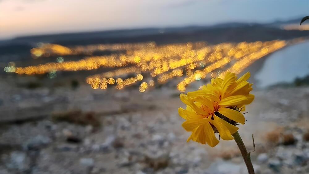 Golden Glimmer in the Town
