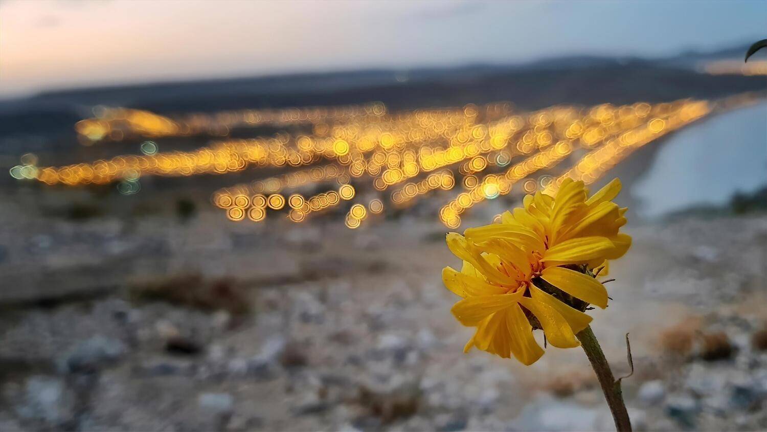 Golden Glimmer in the Town