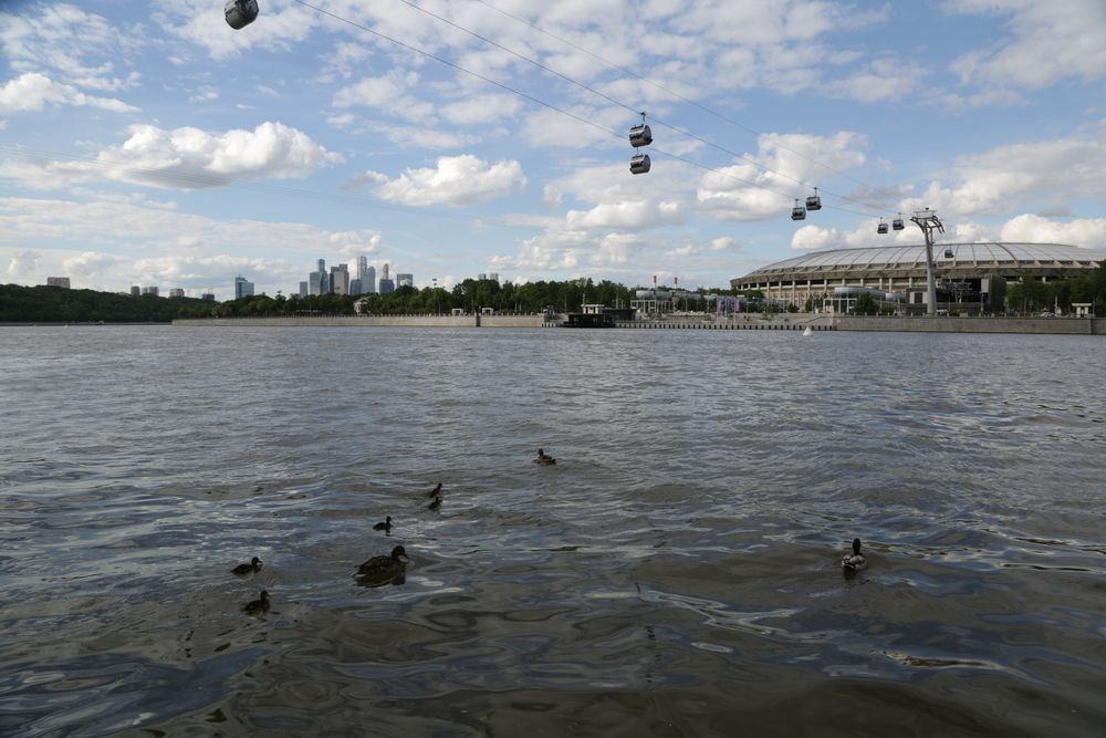 Птицы в городе Москве.