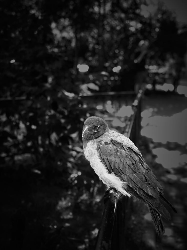 Photo #13717003