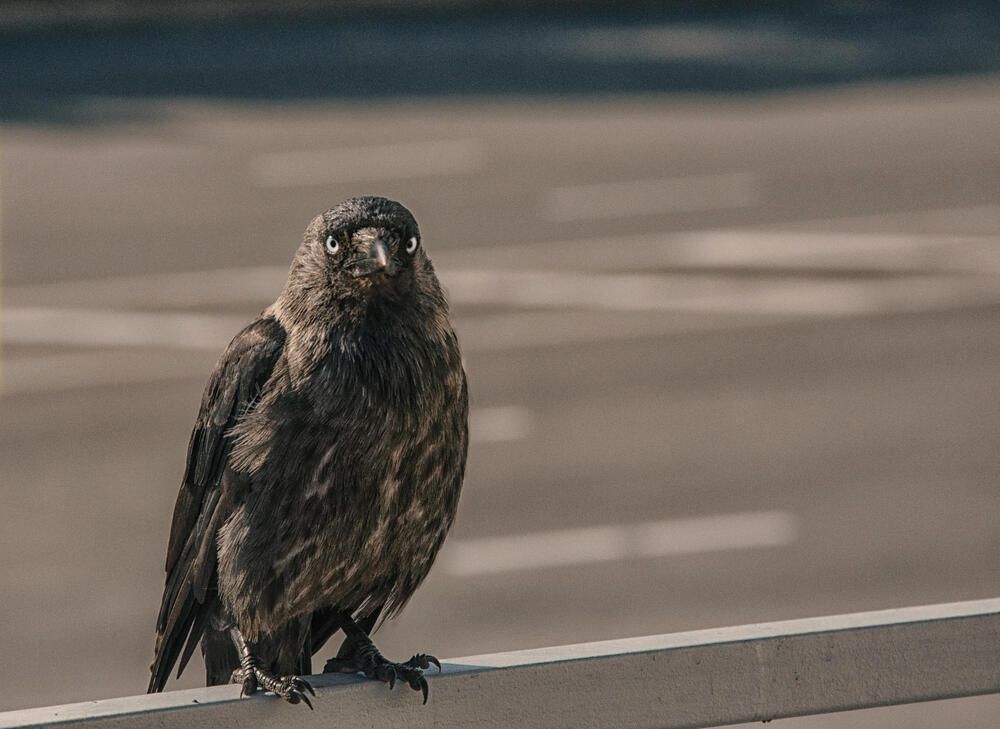 Photograph by Ирина Пинчук