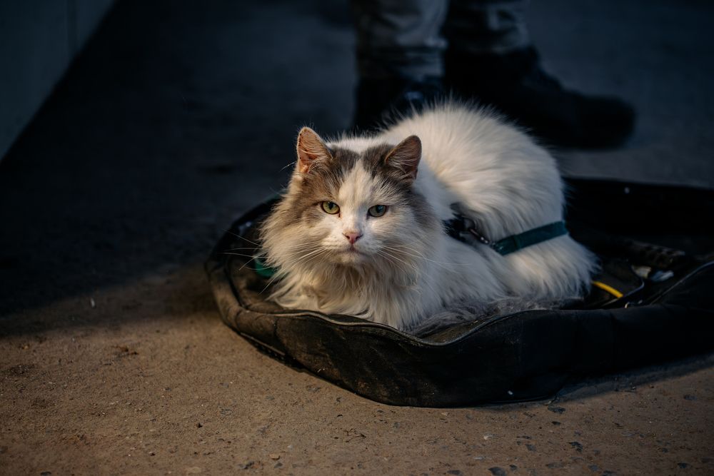 Photograph by Дмитрий Заворыкин