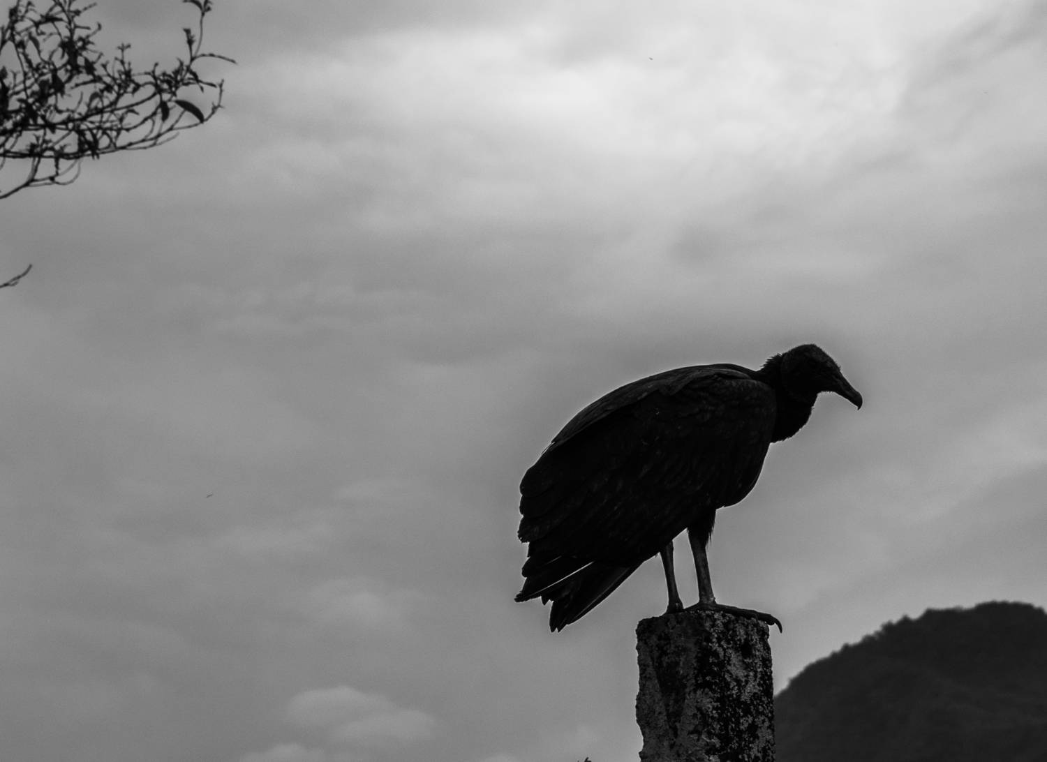 Photo #13717754