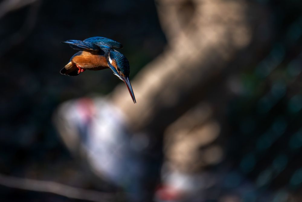 Photograph by Kohda Sharming
