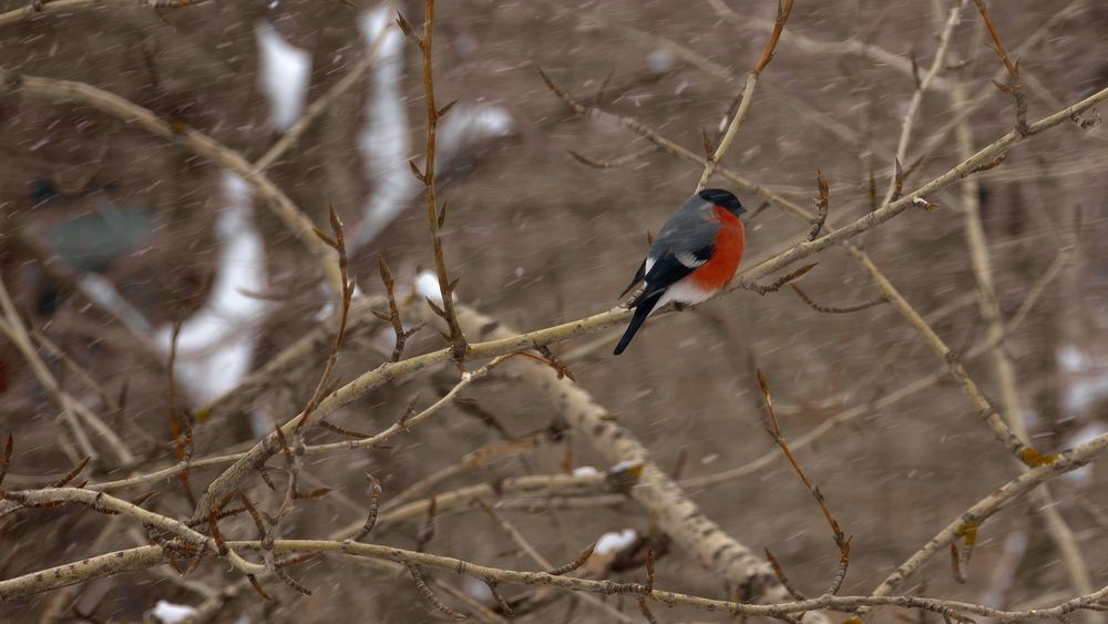 Photograph by Михаил Мартюшев