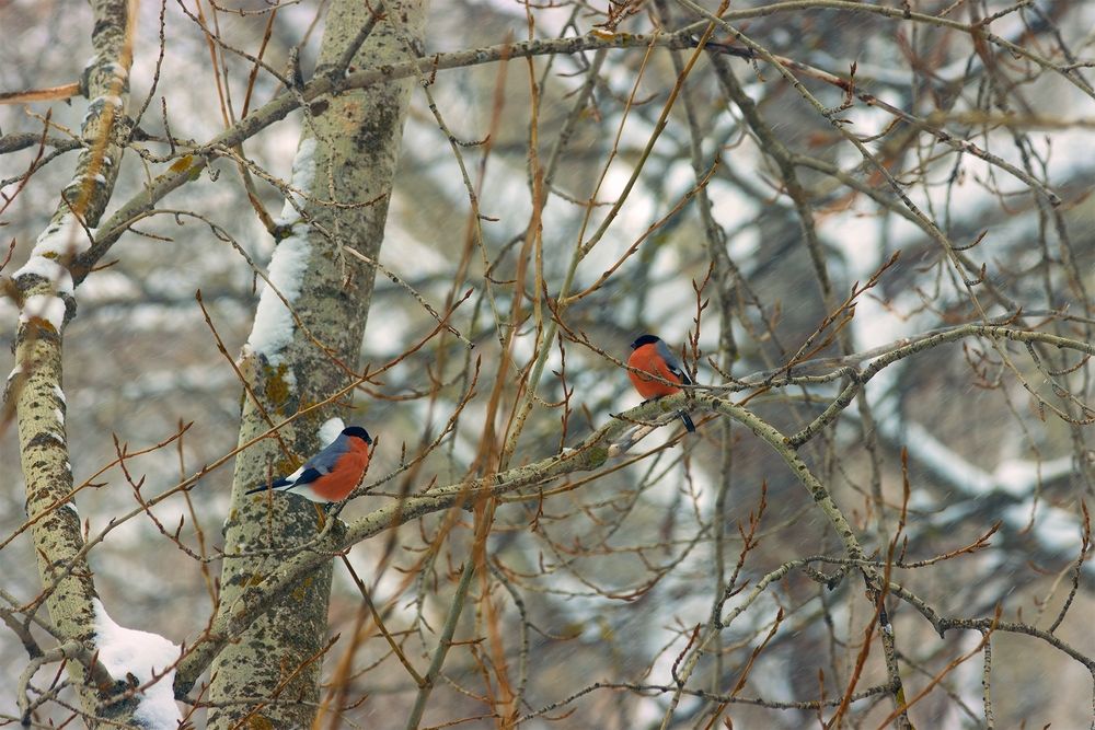 Photograph by Михаил Мартюшев